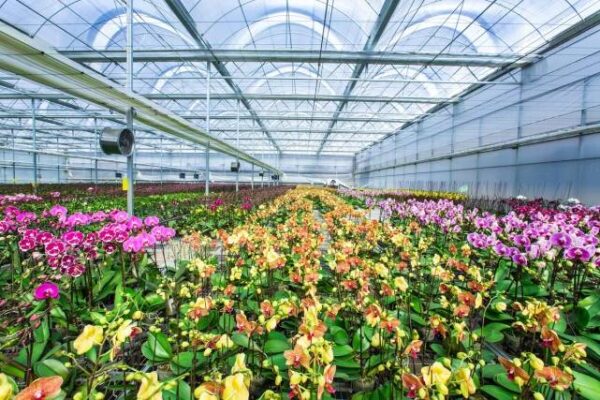 Cooling Process Roses Storage Cold Storage Refrigeration Solution | Reliable Refrigeration Systems By ...